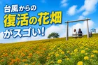台風被害を乗り越えた東京ドイツ村 秋のマリーゴールド畑が今、見頃！