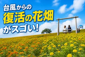 台風被害を乗り越えた東京ドイツ村 秋のマリーゴールド畑が今...