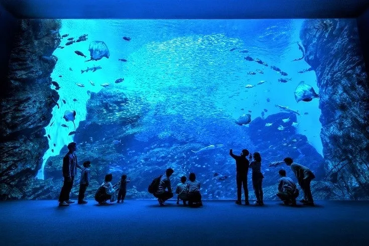 仙台うみの杜水族館の大きな水槽前で魚を見る親子