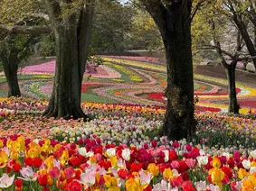 26万株のチューリップが絶景すぎる…