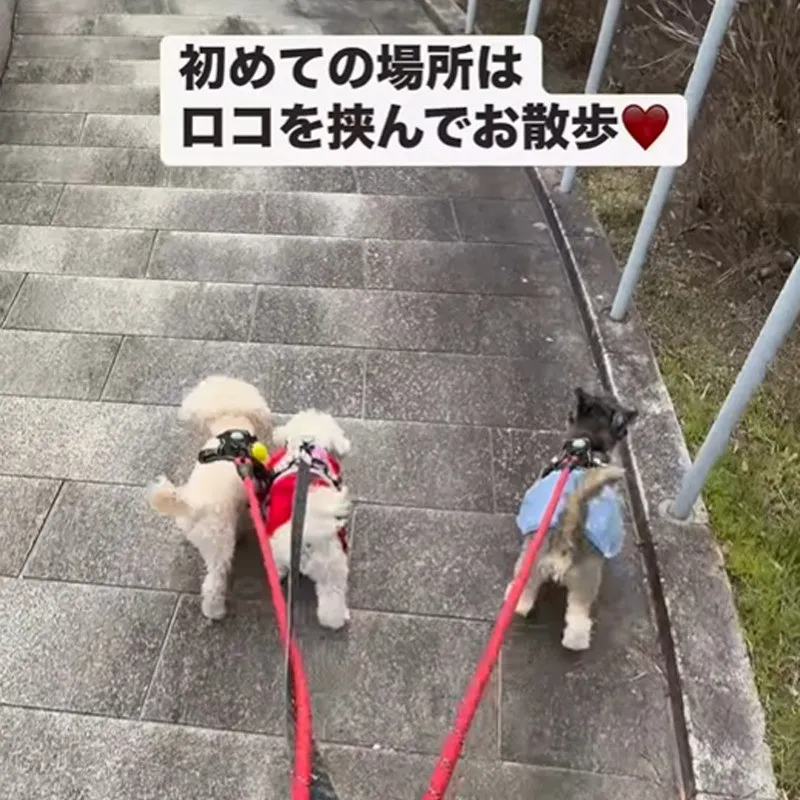 生まれつき目がない盲犬に2匹のわんこが寄り添う…助け合う散歩姿に70万回再生「優しい世界」「忖度なく助けてて泣ける」