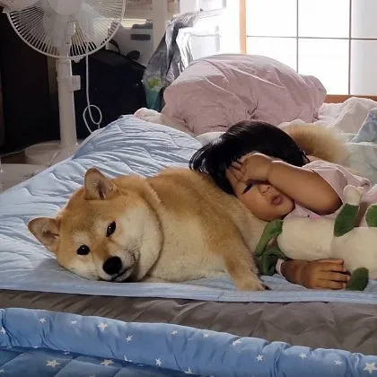 「尊いの極み」2歳女児に“何されても動じない”されるがままの柴犬が優しい