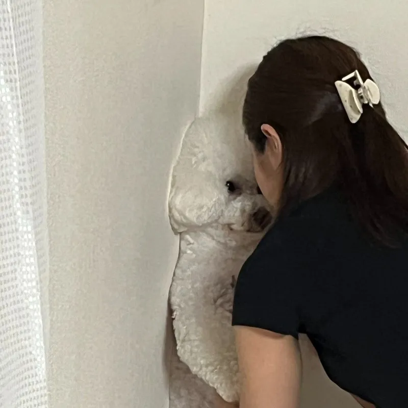 “お説教で壁ドン”「メッチャ怒られてるw」犬に41万いいねの大反響