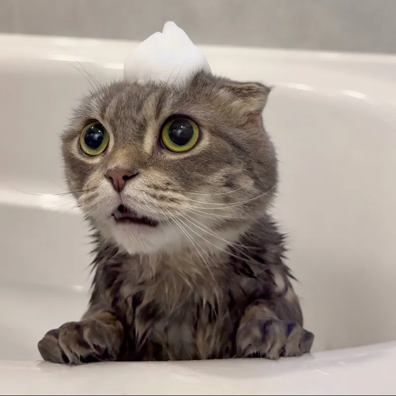 「人間への並々ならぬ失望の眼差し」風呂に入れられた猫の“絶望顔”にキュンキュン
