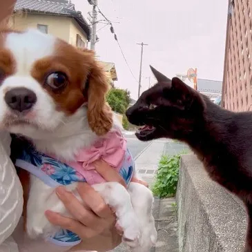 「ワタシハヌイグルミデス…」積極的な猫を横目でチラチラ　“ビビって固まる”犬がかわいい