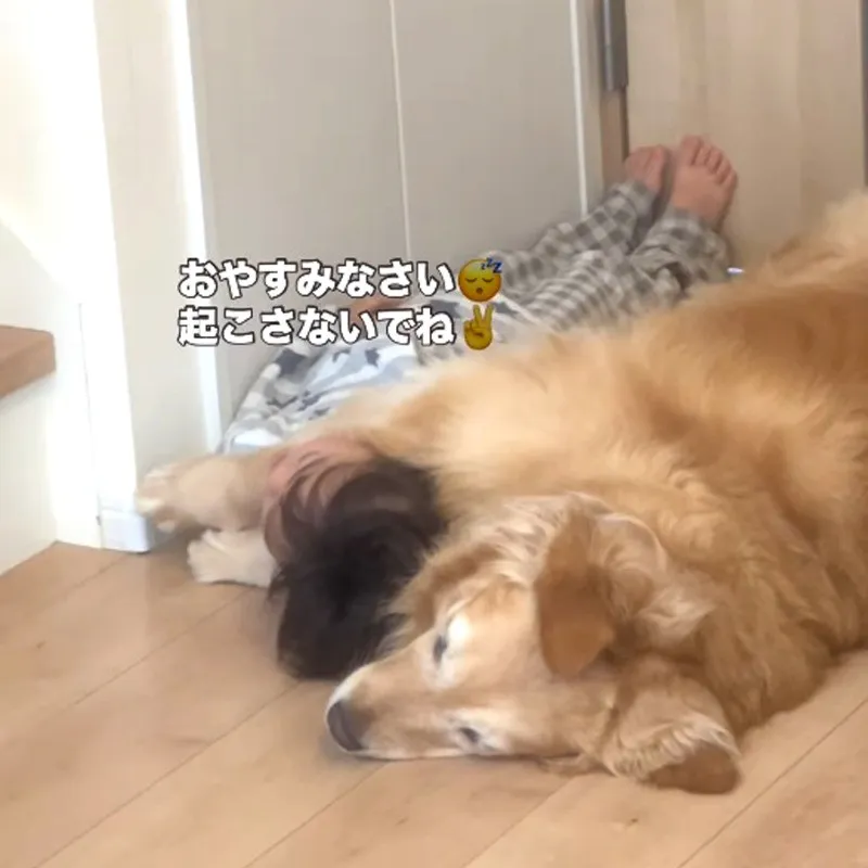 4歳児＆ゴールデンの添い寝、幸せなモーニングルーティンが反則級の可愛さ「最高級の腕枕と抱き枕」「シンデレラフィット」
