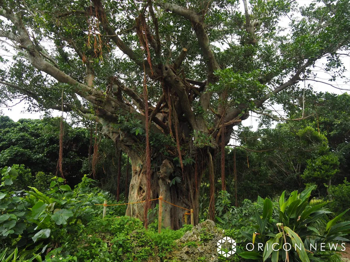 映画『木の上の軍隊』ロケ地を訪ねて　沖縄・伊江島の記憶をたどる旅