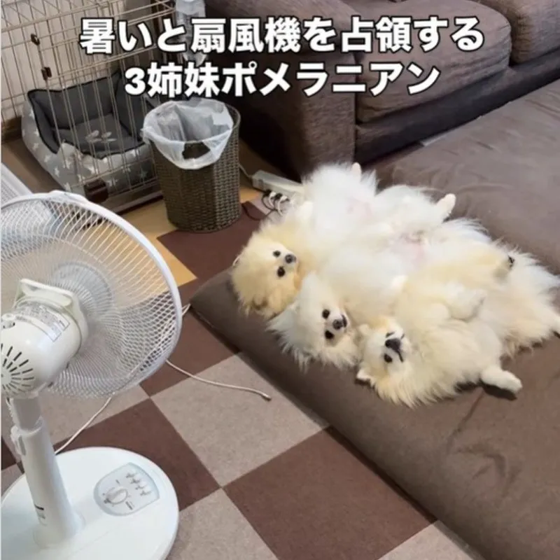ヘソ天で扇風機を独占するポメラニアンの三姉妹が可愛すぎる「癒しの光景」「どっしり構えてて貫禄充分」