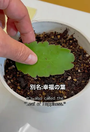 “葉っぱ”を植木鉢で育ててみたら…想定外の成長に「なんじゃこりゃー！」「生命力すさまじい…」