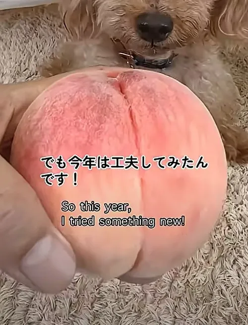食べた後の「桃の種」家でも育つ？７ヵ月間の検証動画に「努力がすごい…」「勉強になります！」