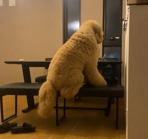 ぬいぐるみにしか見えない…真夜中ベンチに腰掛ける大型犬＆奇妙な走り方をするペキニーズ「中に人が入っているかと思った」