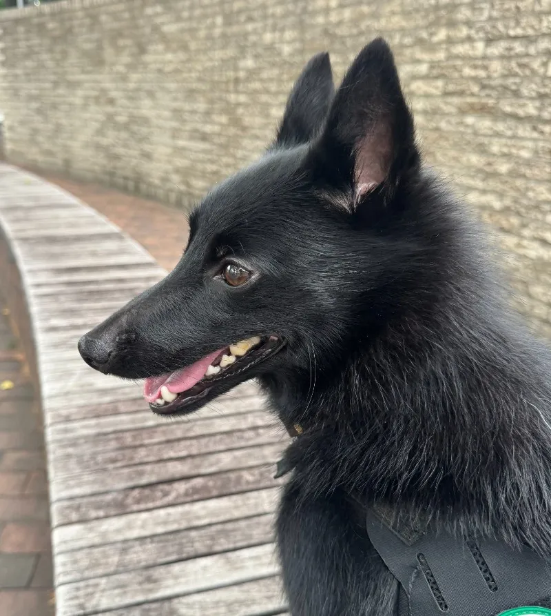 「オオカミ！」「キツネ！」に間違われる犬の“横顔”が美しい　飼い主に犬種を聞いた
