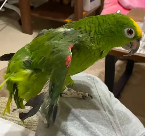 売れ残り、羽がボロボロだったインコが劇的変化…愛をかけて育て上げた成長記録に97万再生「気づいたら自分が幸せにしてもらっていた」