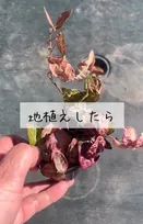 植えてはいけない植物を“地植え”した結果…想定以上の“暴れん坊ぶり”に「こんなに!?」「お仲間いて心強いｗ」