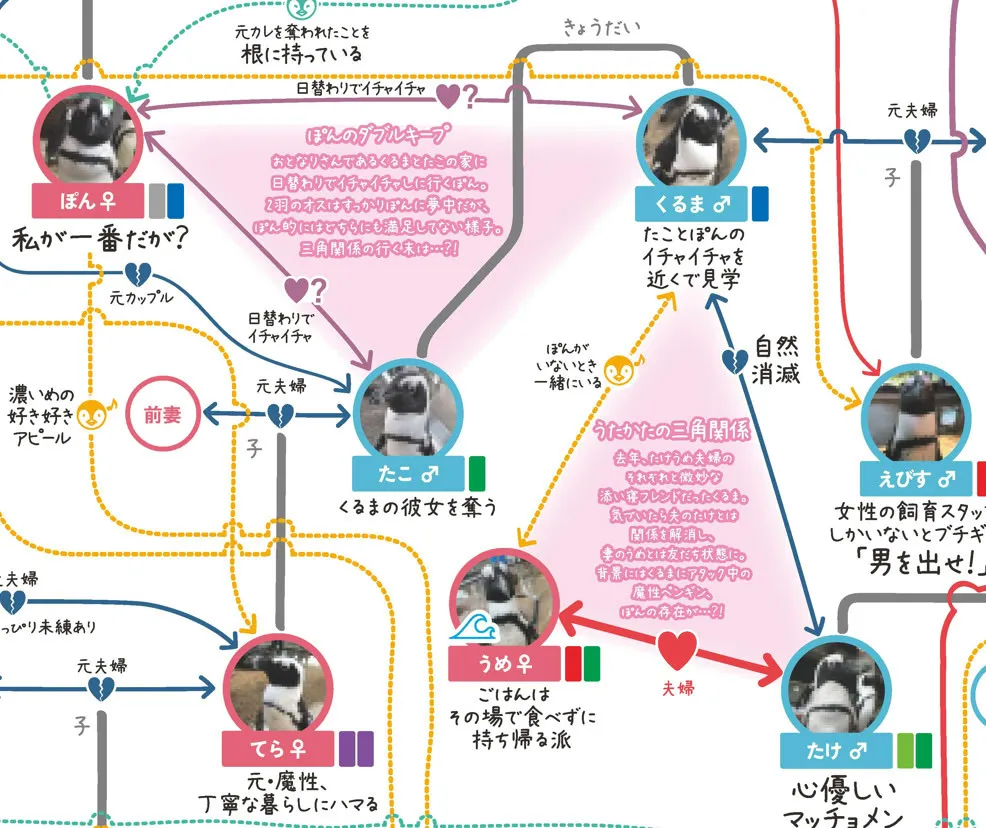 京都水族館のペンギン50羽、連ドラのような「最新相関図」　“おじ専”の恋→14歳差カップル誕生　“魔性の女”→“丁寧な暮らし”にハマる