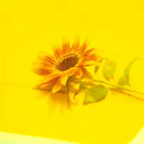 Vaundy「花占い」、累積再生数3億回を突破　自身通算5作目の3億超え【オリコンランキング】