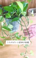 「まるで違う植物」見慣れたポトスが思わぬ姿に…植物好きが楽しむ“ポトスタワー”のアイデアに計107万再生「目からウロコ」「画期的!!」