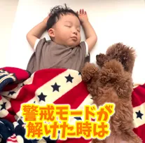 昼寝中の1歳児を見守るトイプードルが愛溢れすぎ「最高のボディガード」「ステキな兄弟愛を感じます」