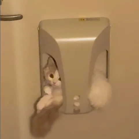 いないと思ったら…消えた子猫を探していた飼い主さん、まさかの場所で発見「おとどけものですミャ」