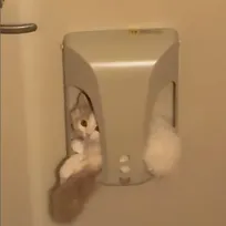 いないと思ったら…消えた子猫を探していた飼い主さん、まさかの場所で発見「おとどけものですミャ」