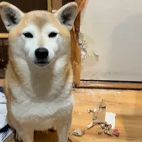 何故か雪が降る日だけ…”襖“破壊で現行犯逮捕された柴犬「やっちまった感すごい」「堂々としていて潔い」