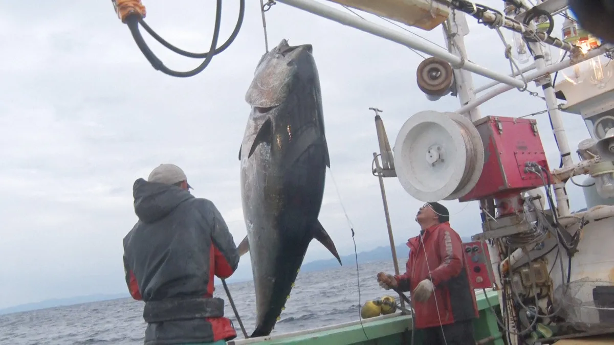 初競り5億円マグロの裏側に密着　テレ東が特番を放送『巨大マグロ戦争2026』