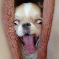 アカデミー賞確定？　まるでホラー映画シャイニングなチワワの表情に「主演男優賞！」「本家より凶悪で笑った」