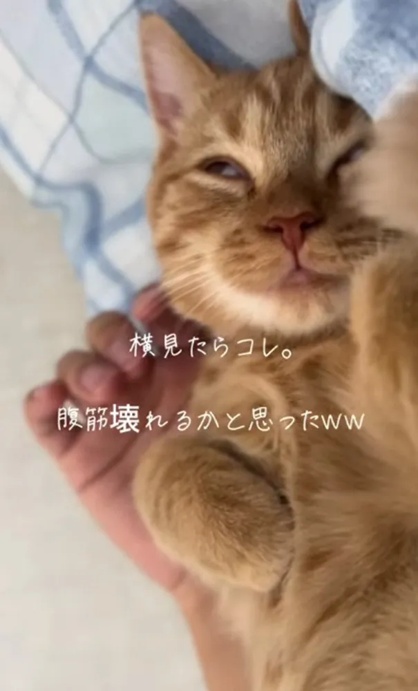 ベッドで横になった飼い主さんが隣を見ると…猫の寝顔に腹筋崩壊「表情筋も壊れちゃう笑」「奇跡の瞬間」