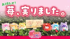 “いちごの王子様”すとぷりがオリジナル苺を販売　“歌”を聴かせながら丹精込めて育てる