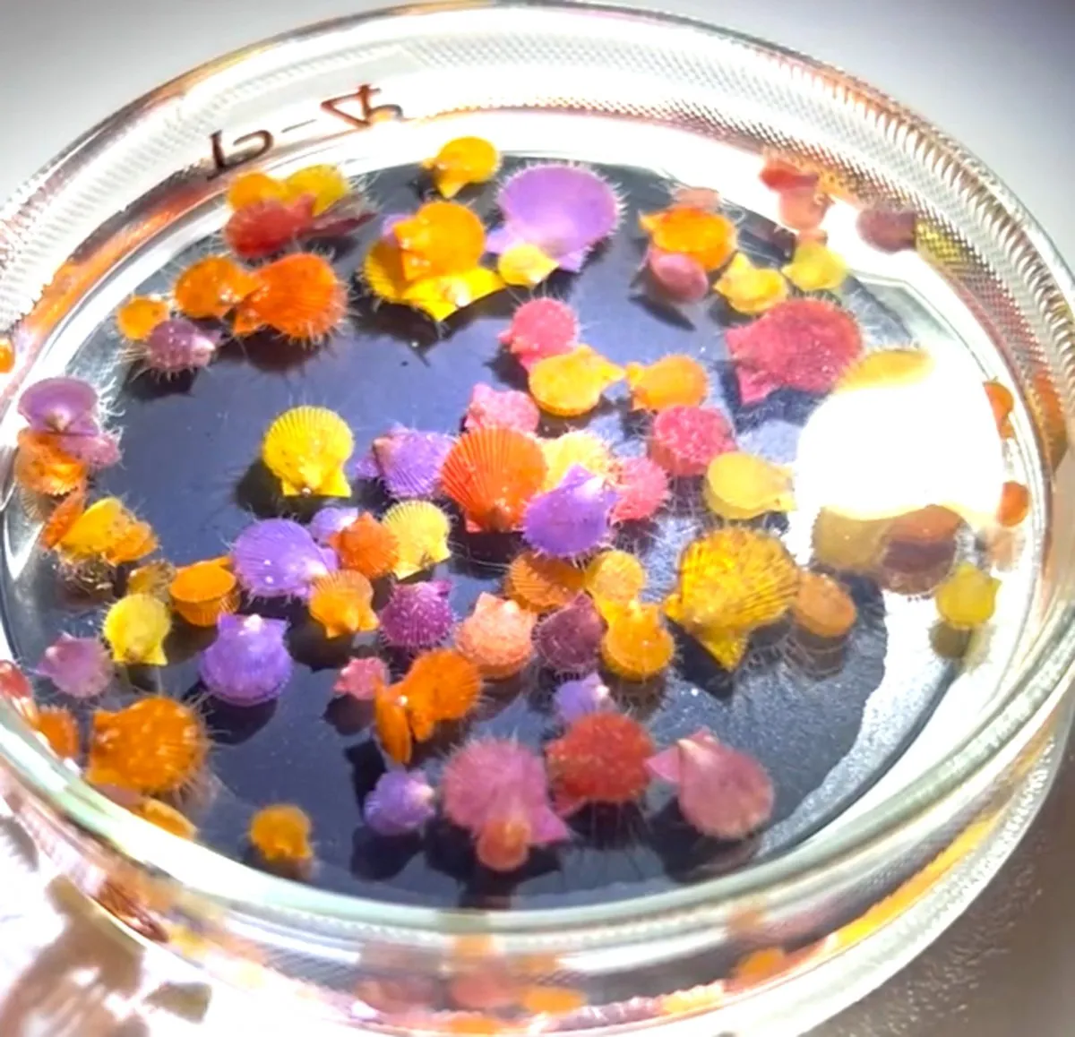 金平糖かと思ったら？ 実は食べられる“海の生き物”…「奇跡の可愛さ」「作り物かと思ったら動いてる」