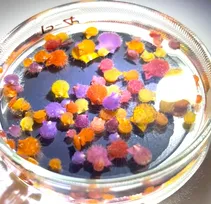 金平糖かと思ったら？ 実は食べられる“海の生き物”…「奇跡の可愛さ」「作り物かと思ったら動いてる」