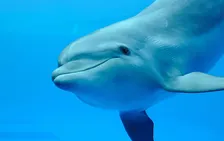 京都水族館、ハンドウイルカ・テンが初の妊娠　7月に出産を予定