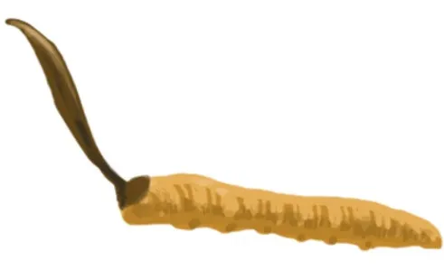 “薬膳”や“漢方”に脚光、「うさんくさい」は過去の偏見？ 健康意識が変化する日本で「冬虫夏草」に勝算は？