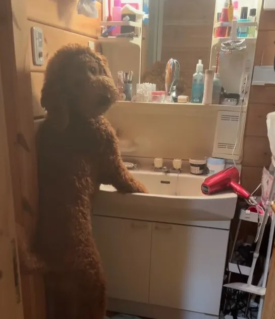 僕イケてる？　洗面台で身だしなみチェックをする“スタンドアッププードル”に「中に人間入ってるかと思った」「スキンウォーカーじゃん」