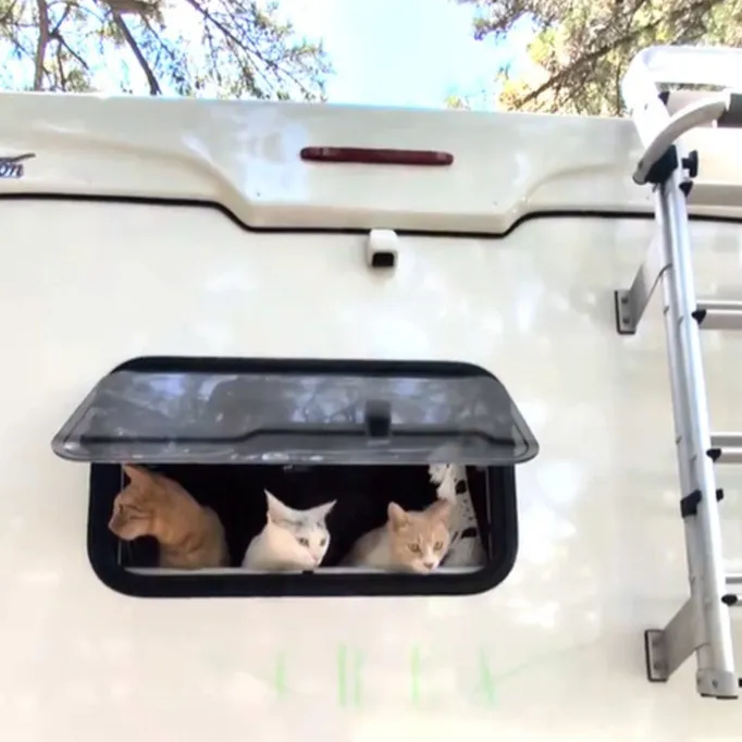 キャンピングカーの助手席で眠る猫＆犬が尊い「夢の世界やわ」「ニャンピングカー幸せですね」