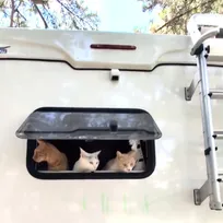 キャンピングカーの助手席で眠る猫＆犬が尊い「夢の世界やわ」「ニャンピングカー幸せですね」