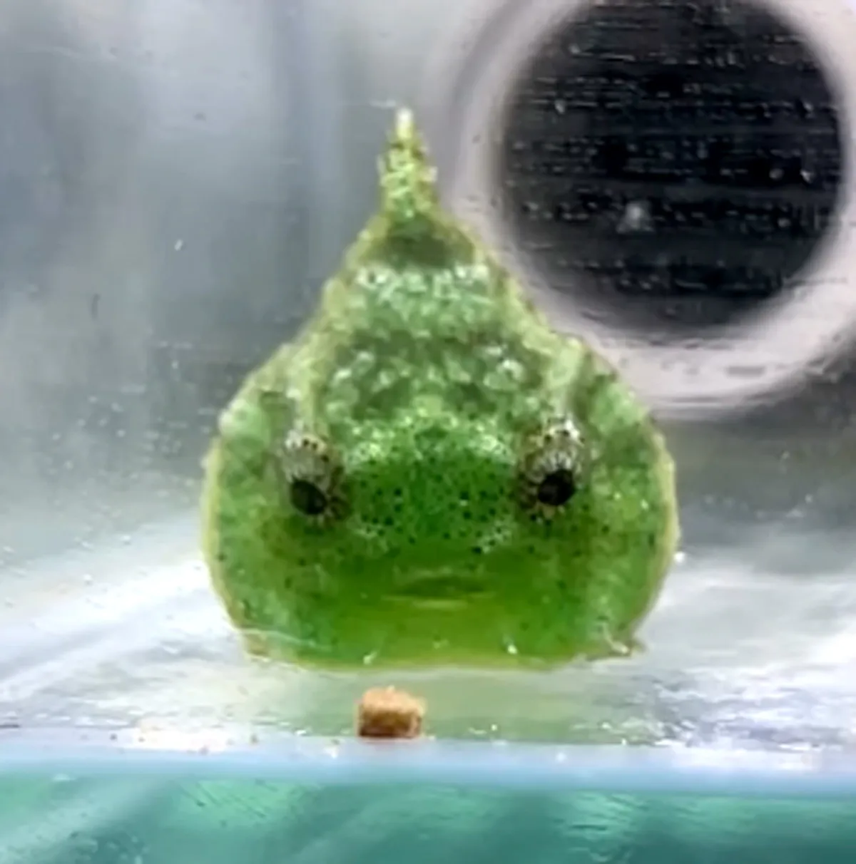 「本物のスライム初めて見た！」不思議な生物の正体は？ 2300万再生の大反響「AIじゃないんだ」