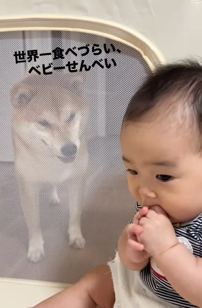 手づかみ食べ練習中の赤ちゃんに熱い視線？　”世界一食べづらい"状況が91.5万回再生「圧が...」「どっちも可愛い」