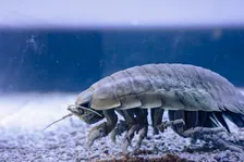 ダイオウグソクムシ、脱皮　鳥羽水族館が様子を公開　祝福寄せられる「32号の抜け殻、しっかりと厚いんですね」