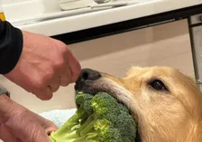 「食いしん坊過ぎる…」大口を開けて“とんでもない物を盗んでいった”愛犬の姿に26万いいね「オモロ可愛い」