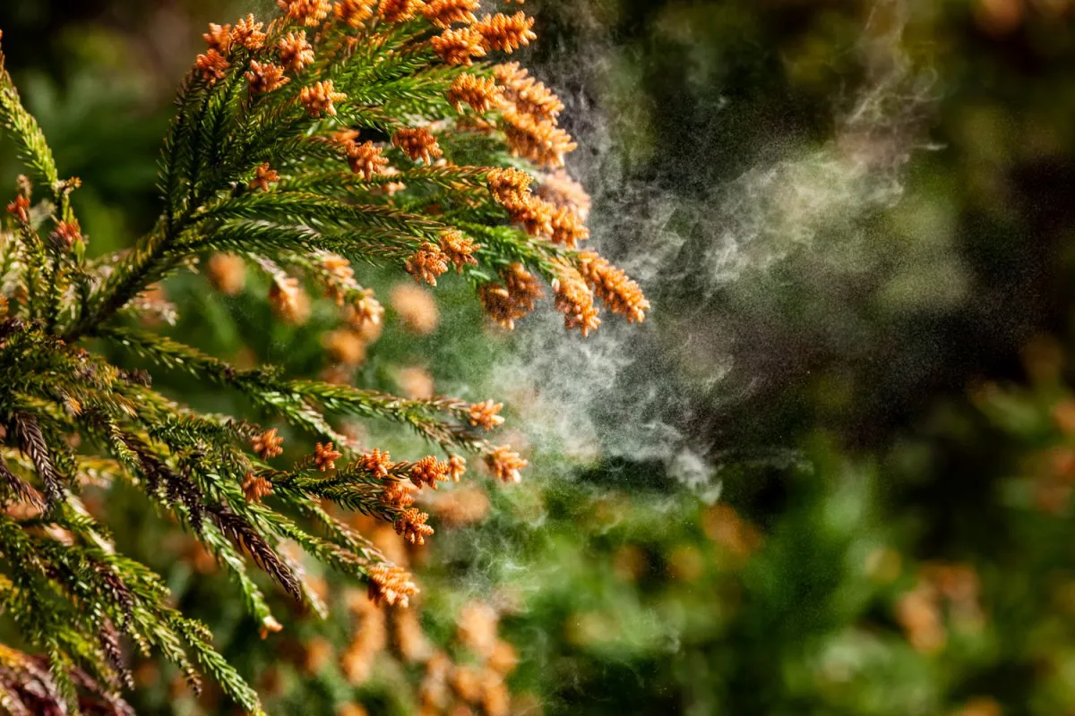 花粉症の季節…「なぜスギを植えているの？」農林水産省が解説