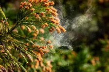 花粉症の季節…「なぜスギを植えているの？」農林水産省が解説