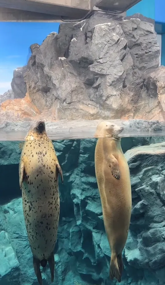 水中で”直立不動”プカプカ…アザラシの異様なリラックス姿に「中にヒト入ってるんちゃうか」「茶柱ですね」