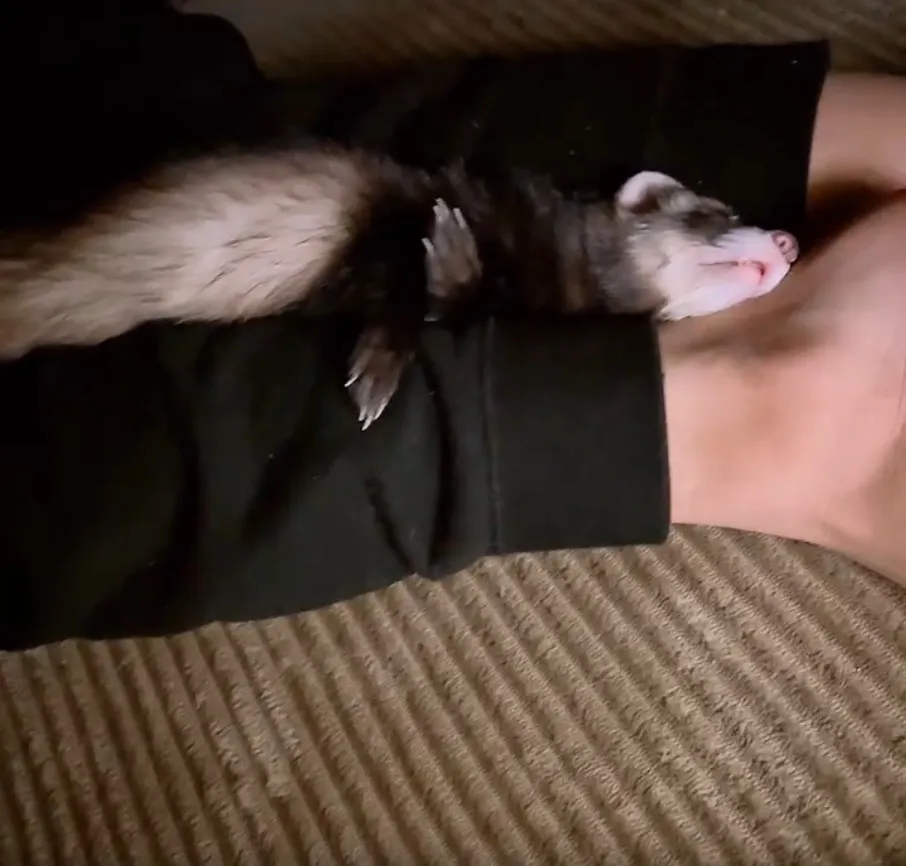 姿が見えないと思ったら...　フェレットがこたつで"見事な爆睡"「えー？そこで寝てるの??」「シンデレラフィットｗ」