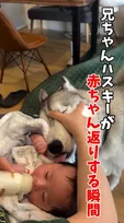 息子の誕生きっかけにハスキー犬も"赤ちゃん返り”？　哺乳瓶でミルクをゴクゴク…「イヌだって甘えたいのだ」