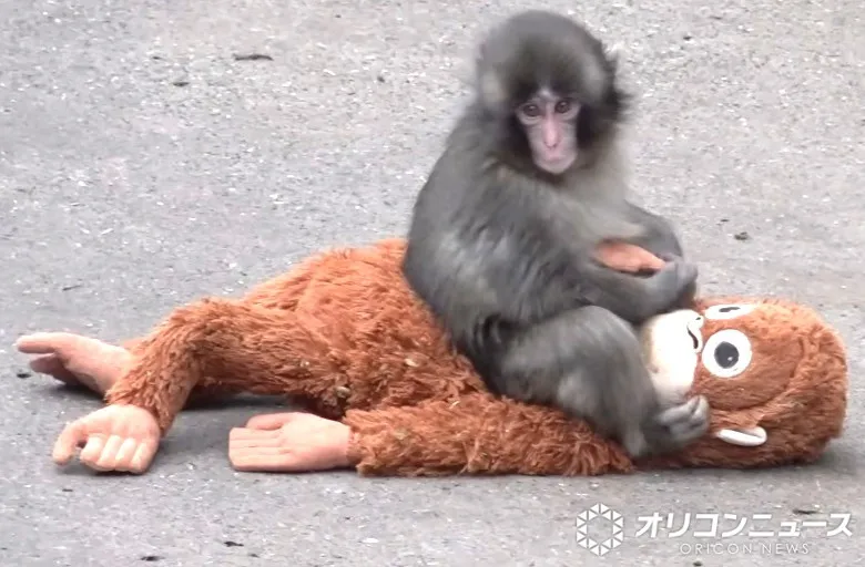 「待ってましたー!!!」子ザルのパンチくん、市川市動植物園が公式LINEスタンプ緊急発売＆支援受入開始を発表