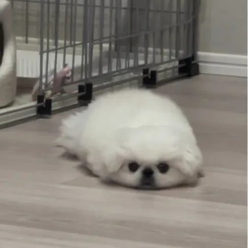 反省中のペキニーズがまさかの“ゴマフアザラシ化”「鼻セレブのパッケージやん！」「陸で生きるアザラシだ」