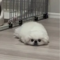 反省中のペキニーズがまさかの“ゴマフアザラシ化”「鼻セレブのパッケージやん！」「陸で生きるアザラシだ」
