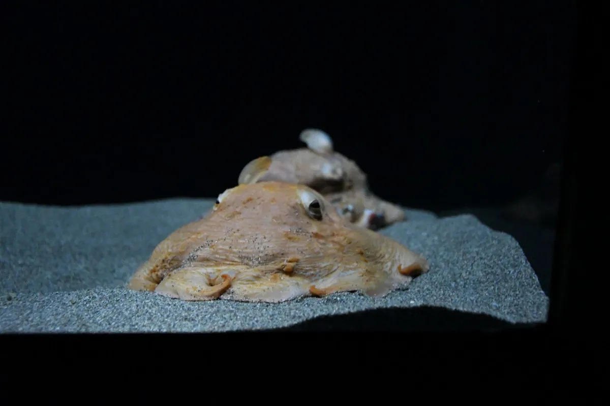 サンシャイン水族館、“深海のアイドル”メンダコの展示をきょうから開始「運良く生きた状態で採集できた個体」