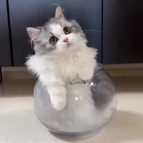 吸い込まれた…狭いところが好きな猫の”ぴったりフィット”姿に「猫は液体です笑」「可愛すぎるだろ」